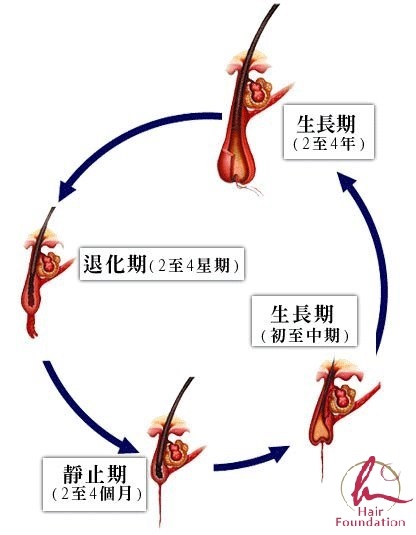 頭髮週期性的生長